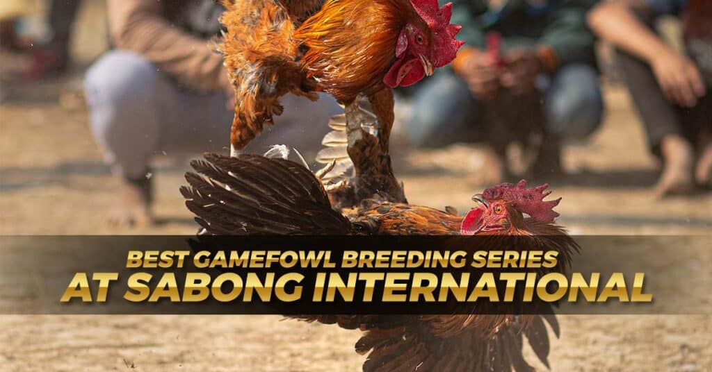 Best Gamefowl Breeding Series at Sabong International