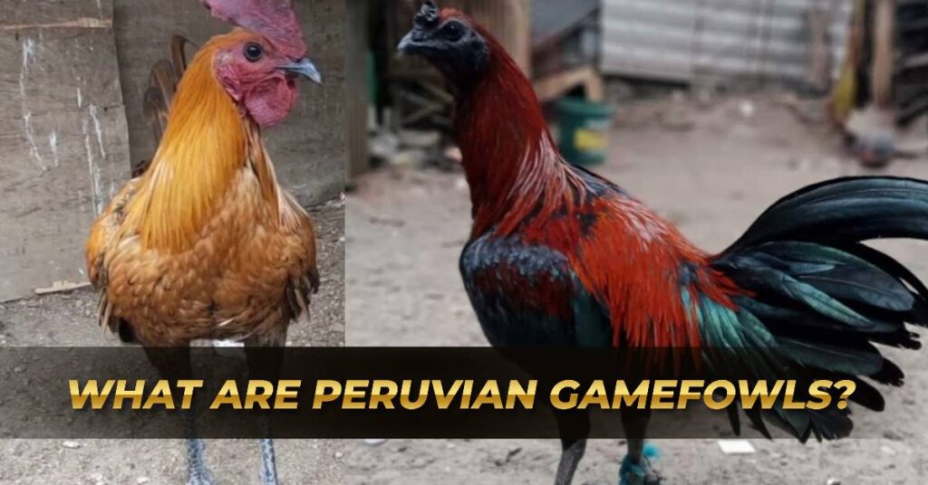 What are Peruvian Gamefowls_