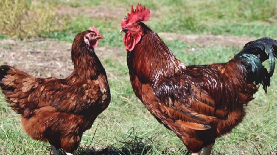 Two Rhode Island Reds