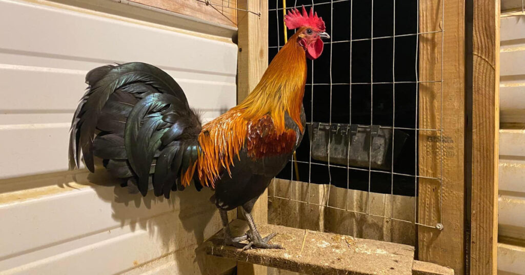 Brown Red  from Michigan Heritage Gamefowl Preserve