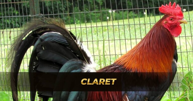 Claret gamefowl